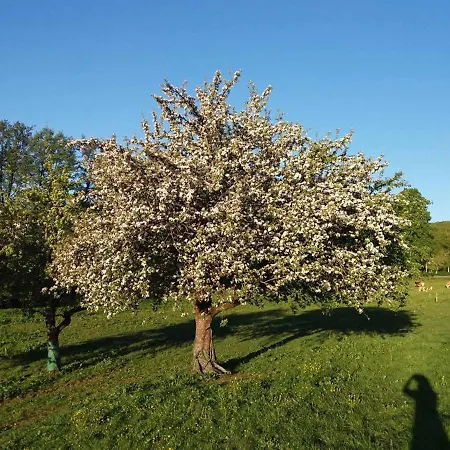 Ellen * Ehrenberg (Hessen)