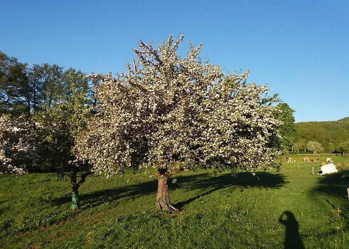Ellen * Ehrenberg (Hessen)